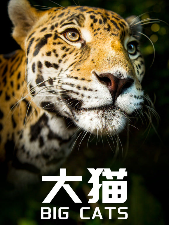 大猫 中文版