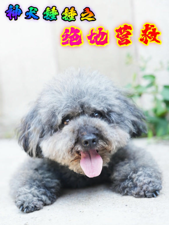 神犬锤锤之绝地营救