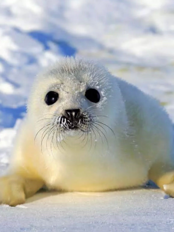 可爱狂野小崽子