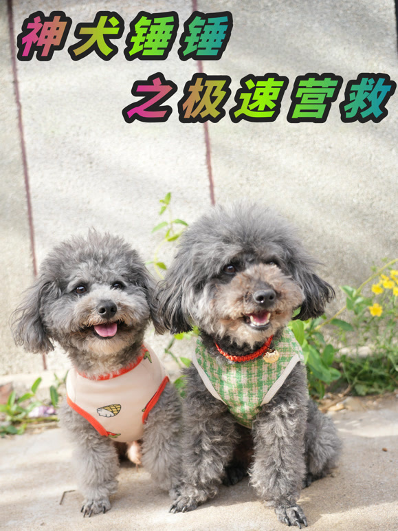 神犬锤锤极速营救