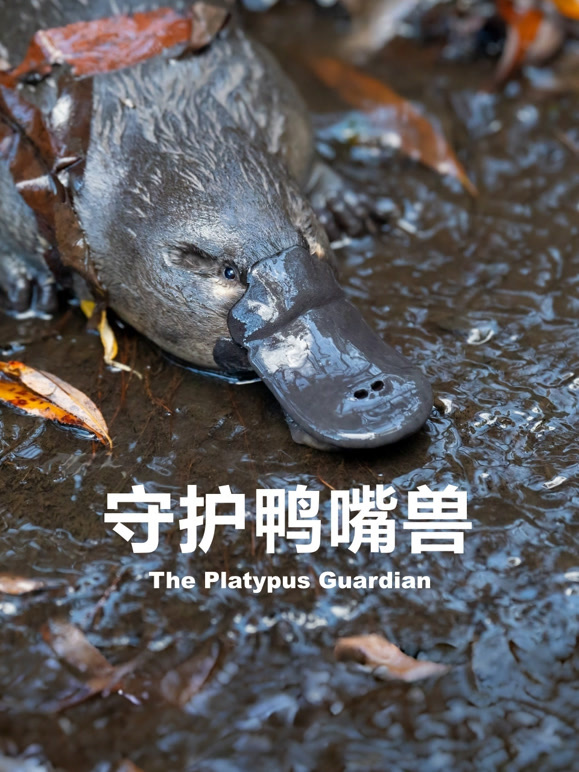 守护鸭嘴兽英文版